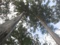 Warren NP, s-w WA 2013.