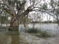 Murray River, s-e SA 2012.