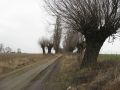 Plonsks region, central Poland 2009.