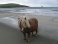 Isle of Unst, Shetland, Scotland 2015.