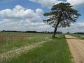 Plonsk region, central Poland 2009.
