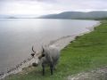 Lake Khovsgol, northern Mongolia 2006.