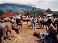 Bukittinggi region, central Sumatra, Indonesia 1992.