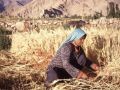 Leh, Ladakh, n-w India 1989.