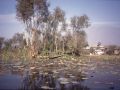 Dal Lake, Kashmir, n-w India 1989.
