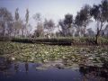 Dal Lake, Kashmir, n-w India 1989.