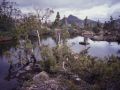 The Labyrinth, Tas 1994.